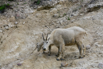 Mother Mountain Goat and her kid in Jasper National Park, Alberta, Canada.