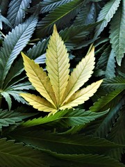 leaves of marijuana on green background