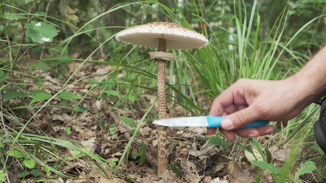 parasol mushroom or Macrolepiota procera at harvesting in forest