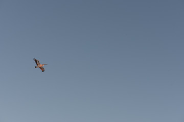 A pelican bird is seen flying overhead during sunset on a clear and sunny day in North Stradbroke Island, Queensland, Australia