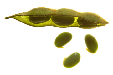 soya grains beans
