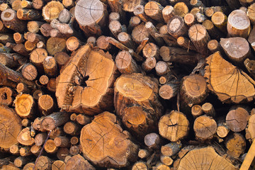Firewood. Death of an old tree. The texture of the tree in the stump. Cut Log Ends dry cracked wood.