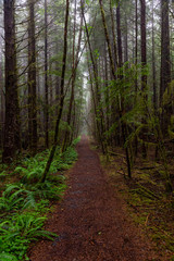 Juan de Fuca Trail in the woods during a misty and rainy summer day. Taken near Port Renfrew, Vancouver Island, BC, Canada.