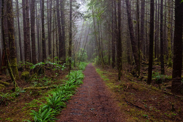 Juan de Fuca Trail in the woods during a misty and rainy summer day. Taken near Port Renfrew, Vancouver Island, BC, Canada.