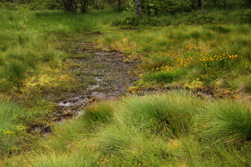 green bogs in the forest, water quagmire, close-up, copy space