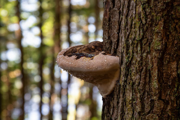 Tree Fungus growing in a forest on the Pacific Ocean Coast during a vibrant sunny summer day. Taken near Port Renfrew, Vancouver Island, British Columbia, Canada.