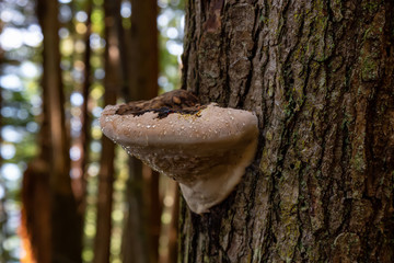 Tree Fungus growing in a forest on the Pacific Ocean Coast during a vibrant sunny summer day. Taken near Port Renfrew, Vancouver Island, British Columbia, Canada.