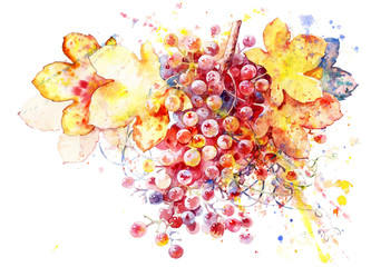 Yellow grapes. Bunch of grapes painted in watercolor. Stylish grapes isolated on a white background.