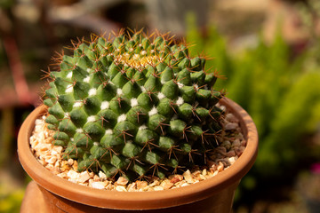 green cactus in nature garden