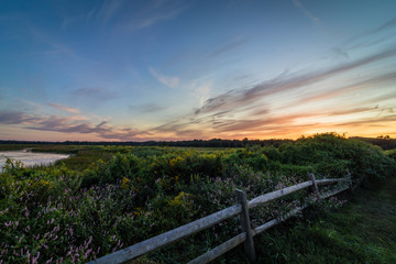 Fototapeta premium Vivid sunset over wild flowers and foliage in late summer