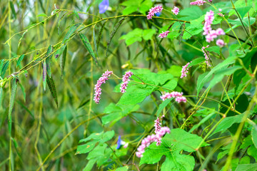 Close-up of Wild Plants Growing in the Field