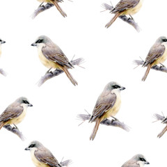 Lanius bird hand drawn watercolor illustration. Seamless pattern.