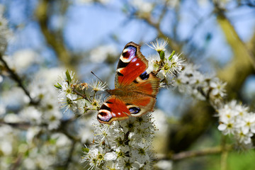 Peacock Butterfly on tree blossom from above