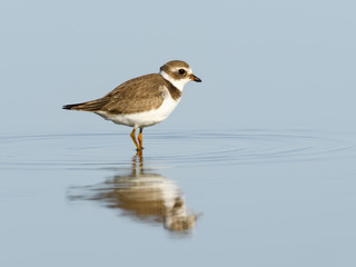 Semipalmated Plover with Reflection in Blue Water