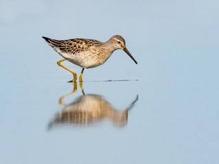 Stilt Sandpiper with Reflection in Blue Water
