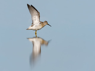 Stilt Sandpiper with Open Wings and Reflection in Blue Water
