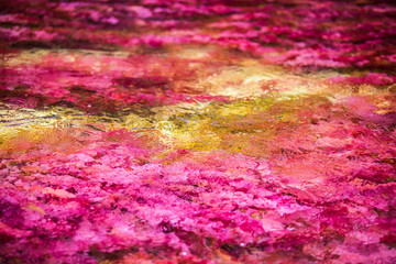 Caño cristales, Colombia