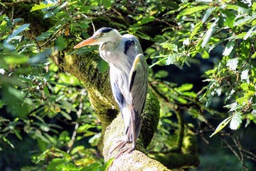 Grey Heron (Ardea Cinerea) Sitting on a Tree Branch Over a River