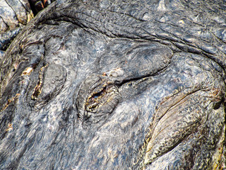 American alligator