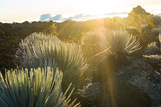 Silversword