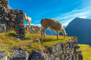 Two llamas on the terraced fields of Machu Picchu used for agriculture in Inca times at sunset near Cusco, Peru. - obrazy, fototapety, plakaty