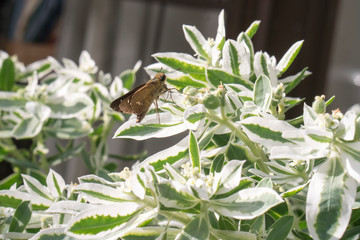 Euphorbia marginata with insect.