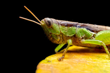 Close up of the Grasshoppers standing on green leaves with black background. Selective focus of the Caelifera on green leaf.