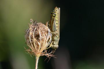 A Differential Grasshopper (Melanoplus differentialis) rests upsidedown on a Queen Anne's Lace seedhead (Daucus carota)