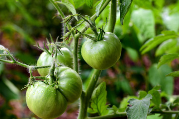 Green Tomatoes