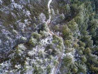Aerial view of Snow dusted pine forest in mountains in winter 