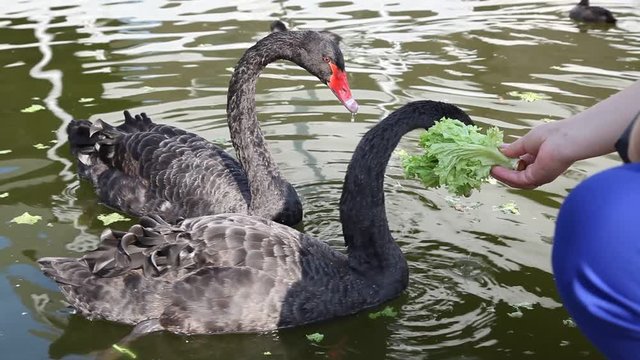 Man, woman, bunch of women feed the swans in a city public leisure park. Takes care of animals