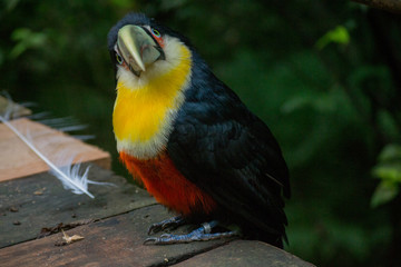 small toucan with a ring on the foot