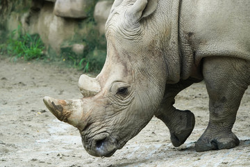 White rhinoceros or square-lipped rhinoceros young