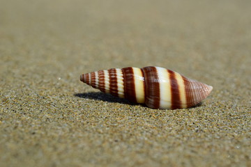 Shell conical in shape. Elongated shell with high curl. Beige-brown color. Close-up on the sand. Inhabitant of the South China sea. Mitre.