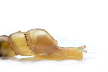 Close up of the  small snail on a white background. Side view of the  snail crawl over the white foam box.