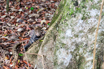 Iguana trepando un árbol