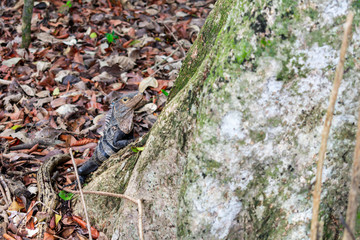 Iguana trepando un árbol