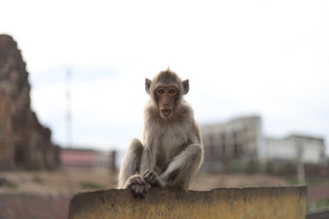 Monkey, Mueang District, Lop Buri Lopburi