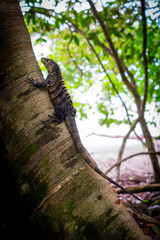 Iguana trepando un tronco de árbol