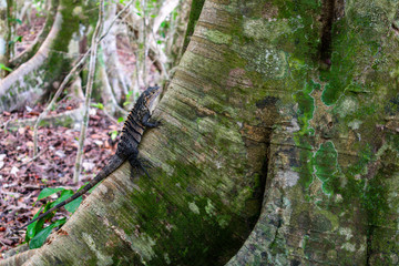 Iguana trepando un tronco de árbol