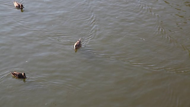 ducks swim on water in a lake or pond