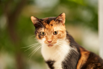 Cat starring in the distance