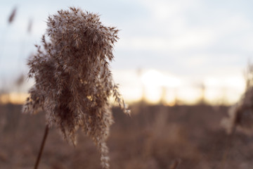 Obraz premium Reed resting in the wind