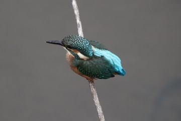 カワセミ