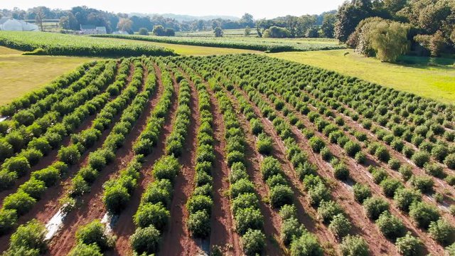 Forward dolly aerial shot of field full of hemp plants growing in Lancaster County Pennsylvania