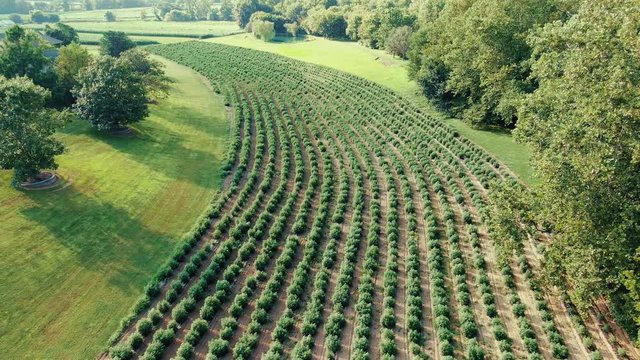 Descending aerial drone shot above field of marijuana plants bushes growing in long rows for industrial hemp