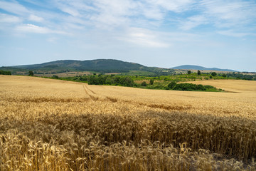 Wheat field. Agricultural grounds. Ripe ears of corn. The beginning of the harvest.