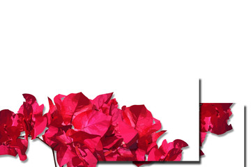 flower designs for wedding invitations and party invitations, flower elements, pink and red