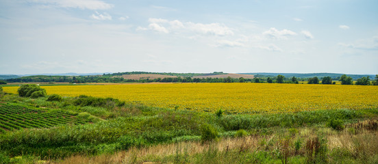 Panoramic view of a blooming sunflower field. Agricultural grounds.