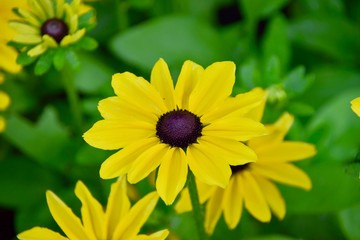 yellow flower on green background